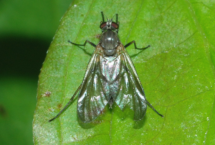 Rhagionidae, Rhagio sp.